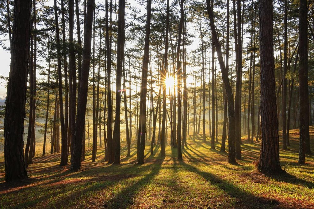 la forêt, terrain d'expression pour les utilisateurs des machines Pubert 