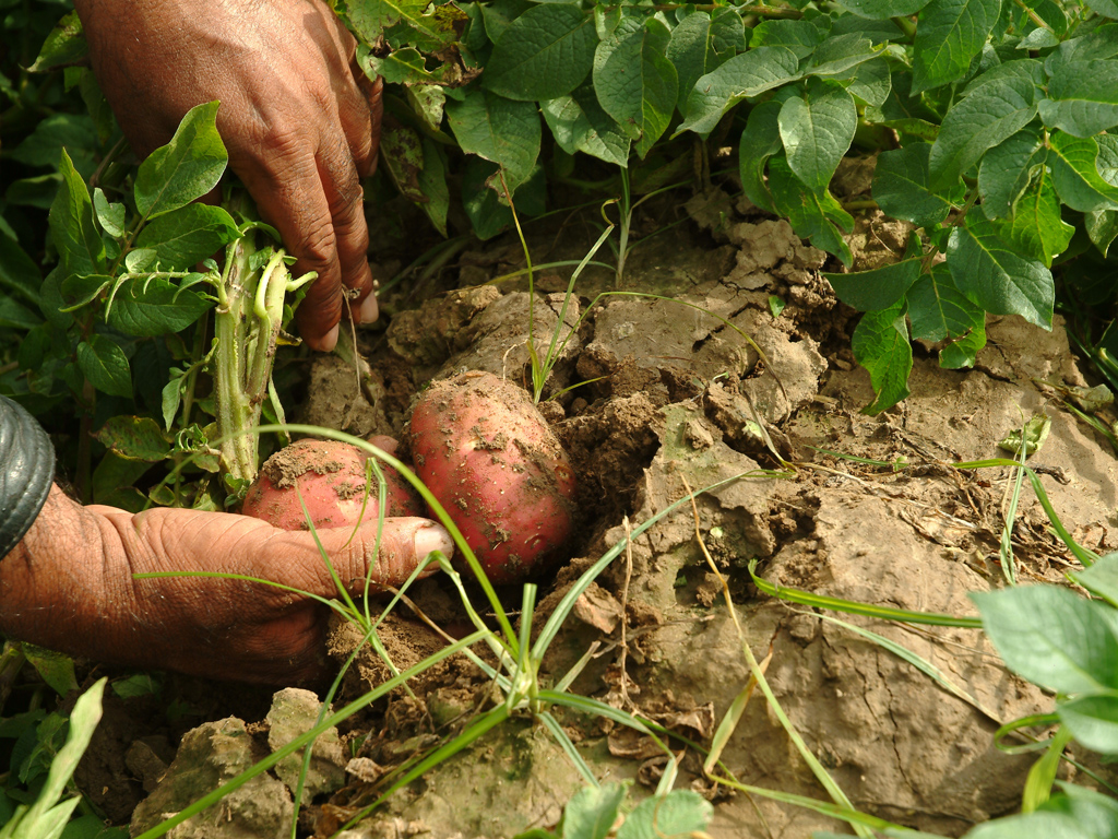 acteur-naturel-potager-qui-pousse-conseils