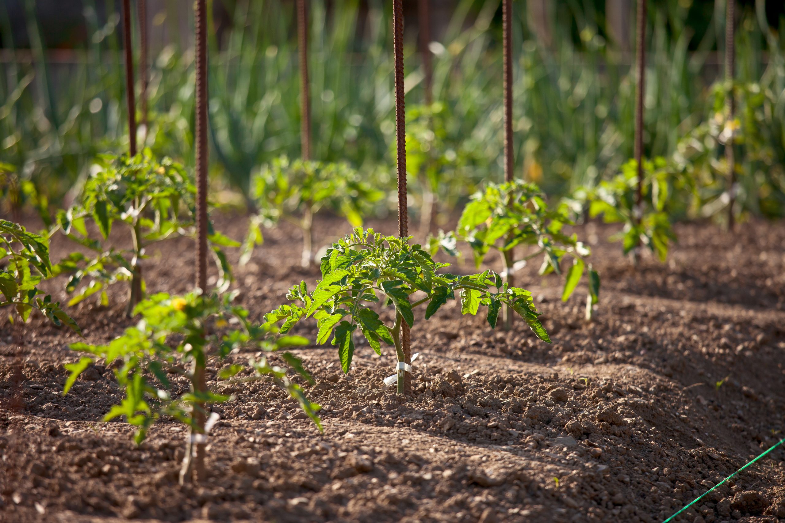 Créer et entretenir son potager avec une machine pubert